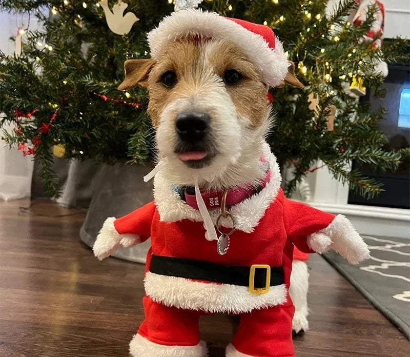 Petit chien déguisé en Père Noël